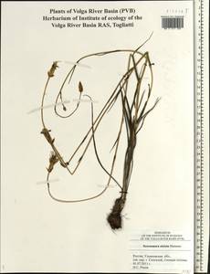 Pseudopodospermum tauricum (M. Bieb.) Vasjukov & Saksonov, Eastern Europe, Middle Volga region (E8) (Russia)