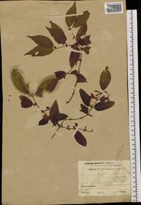 Lonicera maackii (Rupr.) Maxim., Siberia, Russian Far East (S6) (Russia)
