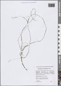 Sparganium angustifolium Michx., Siberia, Baikal & Transbaikal region (S4) (Russia)
