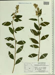 Spiraea rosalba, Eastern Europe, North-Western region (E2) (Russia)