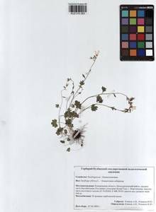 Saxifraga sibirica L., Siberia, Altai & Sayany Mountains (S2) (Russia)