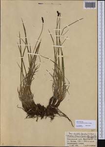 Carex bigelowii subsp. arctisibirica (Jurtzev) Á.Löve & D.Löve, Siberia, Altai & Sayany Mountains (S2) (Russia)