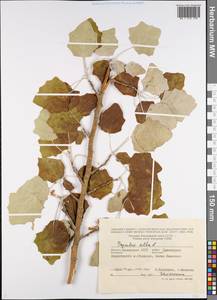 Populus alba L., Eastern Europe, Lower Volga region (E9) (Russia)