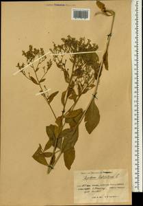 Lepidium latifolium L., South Asia, South Asia (Asia outside ex-Soviet states and Mongolia) (ASIA) (China)