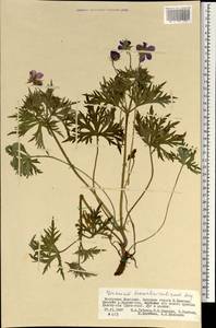 Geranium pratense L., Mongolia (MONG) (Mongolia)