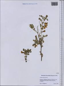 Colutea arborescens L., Western Europe (EUR) (Germany)