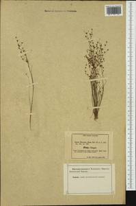 Juncus tenageia Ehrh. ex L.f., Western Europe (EUR) (Not classified)