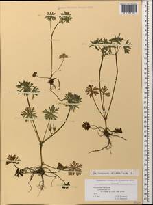Geranium dissectum L., Caucasus, Black Sea Shore (from Novorossiysk to Adler) (K3) (Russia)
