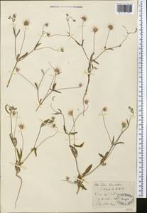 Lomelosia olivieri (Coult.) Greuter & Burdet, Middle Asia, Muyunkumy, Balkhash & Betpak-Dala (M9) (Kazakhstan)