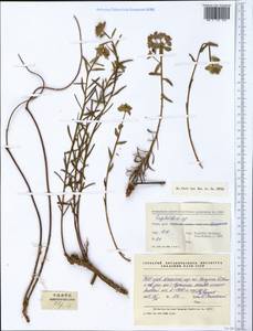 Euphorbia, South Asia, South Asia (Asia outside ex-Soviet states and Mongolia) (ASIA) (China)