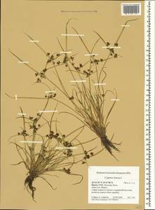Cyperus fuscus L., Crimea (KRYM) (Russia)