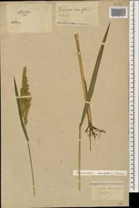 Echinochloa crus-galli (L.) P.Beauv., Caucasus, North Ossetia, Ingushetia & Chechnya (K1c) (Russia)