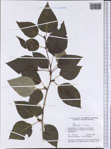 Populus balsamifera, America (AMER) (Canada)