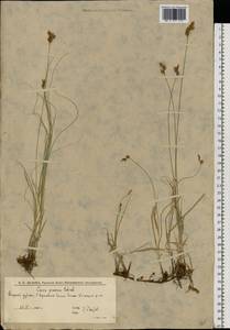 Carex praecox Schreb., Eastern Europe, Lower Volga region (E9) (Russia)