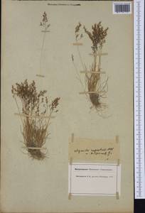 Agrostis rupestris All., Western Europe (EUR) (Switzerland)