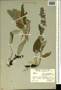 Stachys germanica L., Crimea (KRYM) (Russia)