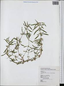 Alternanthera sessilis (L.) R. Br. ex DC., South Asia, South Asia (Asia outside ex-Soviet states and Mongolia) (ASIA) (Taiwan)