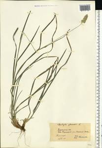 Dactylis glomerata L., Eastern Europe, South Ukrainian region (E12) (Ukraine)