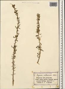 Lycium ruthenicum Murray, Caucasus, Armenia (K5) (Armenia)