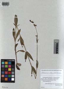 KUZ 004 296, Silene latifolia subsp. alba (Miller) Greuter & Burdet, Siberia, Altai & Sayany Mountains (S2) (Russia)