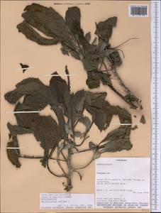 Heliotropium indicum L., America (AMER) (Paraguay)