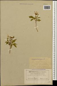 Cardamine quinquefolia (M.Bieb.) Schmalh., Caucasus, Abkhazia (K4a) (Abkhazia)