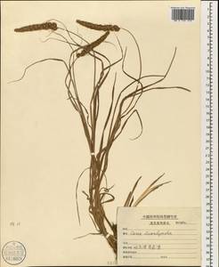 Carex leiorhyncha C.A.Mey., South Asia, South Asia (Asia outside ex-Soviet states and Mongolia) (ASIA) (China)