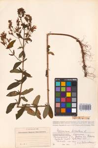 Hypericum hirsutum L., Eastern Europe, West Ukrainian region (E13) (Ukraine)