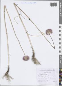 Allium lineare L., Eastern Europe, Lower Volga region (E9) (Russia)