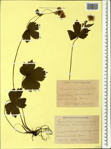 Ranunculus cappadocicus Willd., Caucasus, Krasnodar Krai & Adygea (K1a) (Russia)