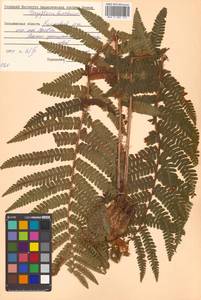 Dryopteris crassirhizoma Nakai, Siberia, Russian Far East (S6) (Russia)