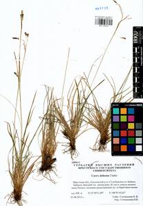Carex delicata C.B.Clarke, Siberia, Baikal & Transbaikal region (S4) (Russia)