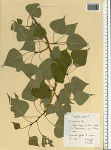 Populus nigra L., Eastern Europe, Central region (E4) (Russia)