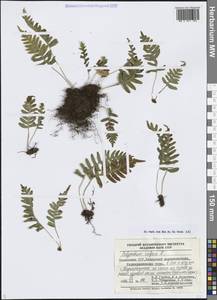 Polypodium vulgare L., Middle Asia, Muyunkumy, Balkhash & Betpak-Dala (M9) (Kazakhstan)