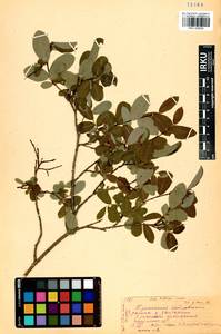 Salix kochiana Trautv., Siberia, Baikal & Transbaikal region (S4) (Russia)