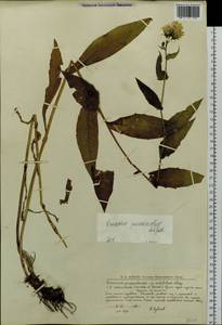Hieracium pseuderectum Schljakov, Eastern Europe, Northern region (E1) (Russia)