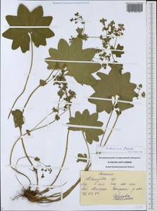 Alchemilla tichomirovii Czkalov, Eastern Europe, North-Western region (E2) (Russia)