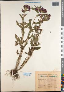 Pedicularis resupinata L., Siberia, Yakutia (S5) (Russia)