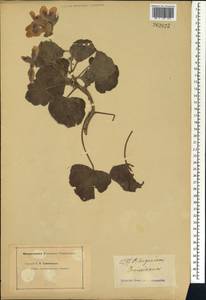 Pelargonium dennisianum, Africa (AFR) (Not classified)