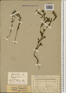 Buglossoides tenuiflora (L. fil.) I. M. Johnst., Caucasus, Stavropol Krai, Karachay-Cherkessia & Kabardino-Balkaria (K1b) (Russia)