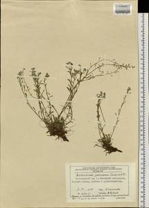 Eritrichium jenisseense Turcz. ex A. DC., Siberia, Altai & Sayany Mountains (S2) (Russia)