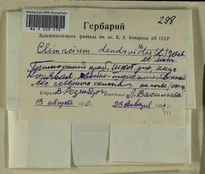 Climacium dendroides (Hedw.) F. Weber & D. Mohr, Bryophytes, Bryophytes - Russian Far East (excl. Chukotka & Kamchatka) (B20) (Russia)