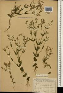Centaurium pulchellum (Sw.) Druce, Crimea (KRYM) (Russia)