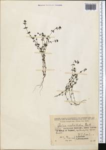 Galium verticillatum Danthoine ex Lam., Middle Asia, Kopet Dag, Badkhyz, Small & Great Balkhan (M1) (Turkmenistan)