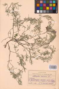 Astragalus arenarius L., Eastern Europe, Western region (E3) (Russia)
