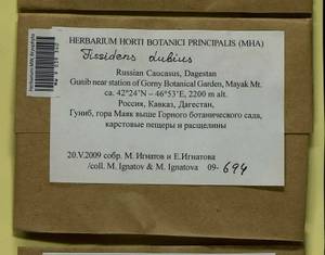 Fissidens dubius P. Beauv., Bryophytes, Bryophytes - North Caucasus & Ciscaucasia (B12) (Russia)