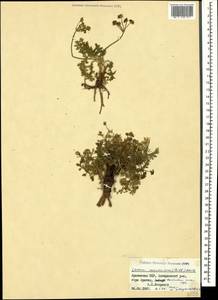 Carum caucasicum (M. Bieb.) Boiss., Caucasus, Armenia (K5) (Armenia)