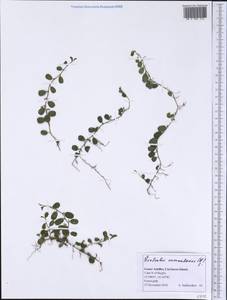 Evolvulus nummularius (L.) L., America (AMER) (Grenada)