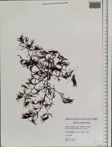 Salsola komarovii Iljin, Siberia, Russian Far East (S6) (Russia)