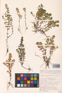 Lythrum borysthenicum (M. Bieb. ex Schrank) Litv., Eastern Europe, Lower Volga region (E9) (Russia)